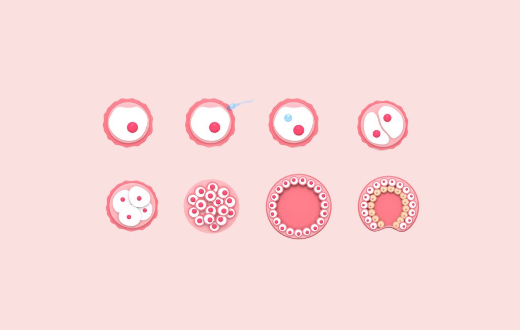 Time lapse imaging (embryoscope)