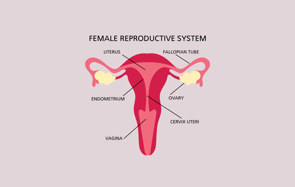 Uterine cavity assessment